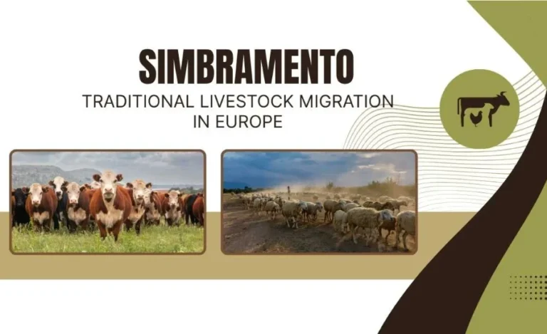 Simbramento